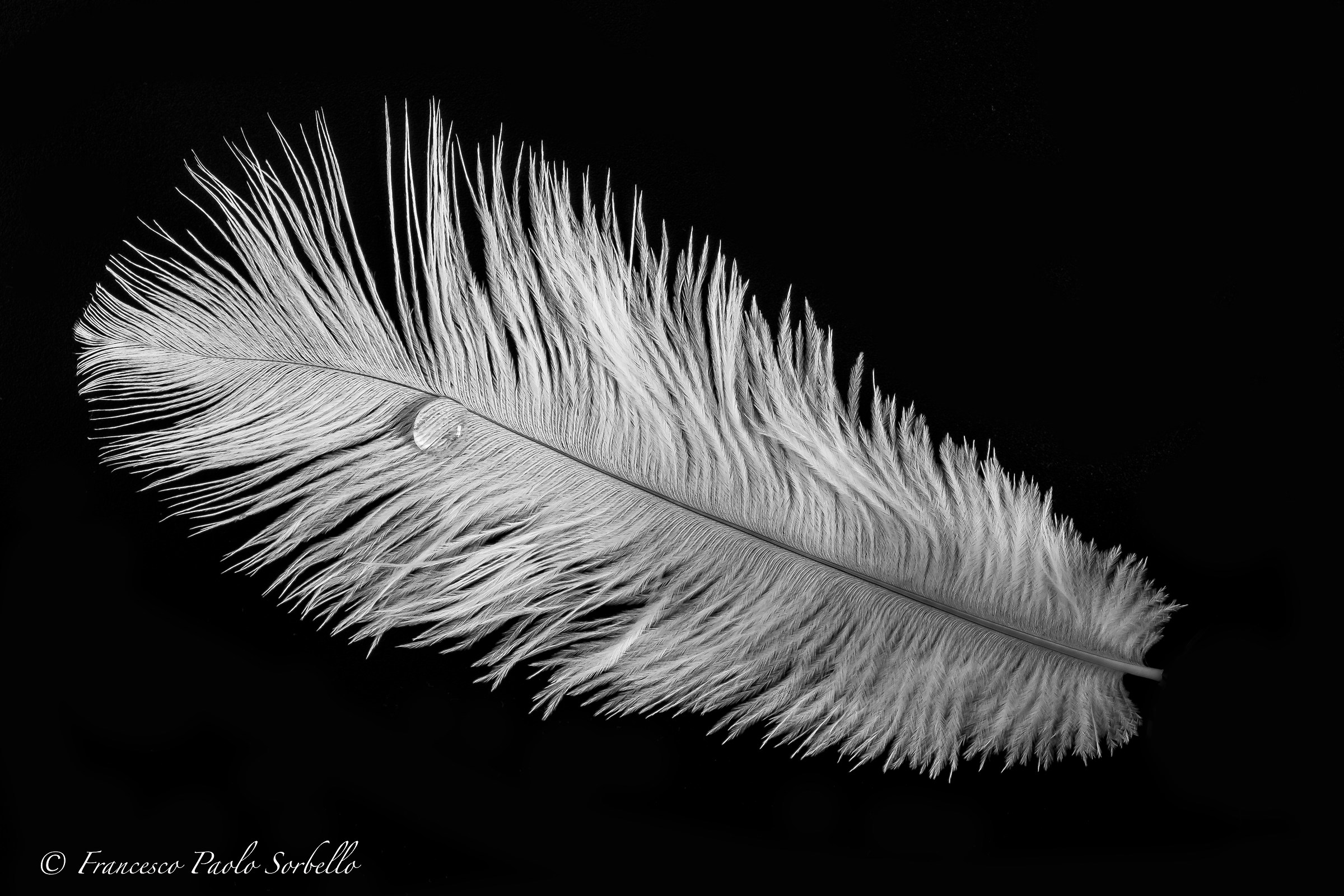 feather