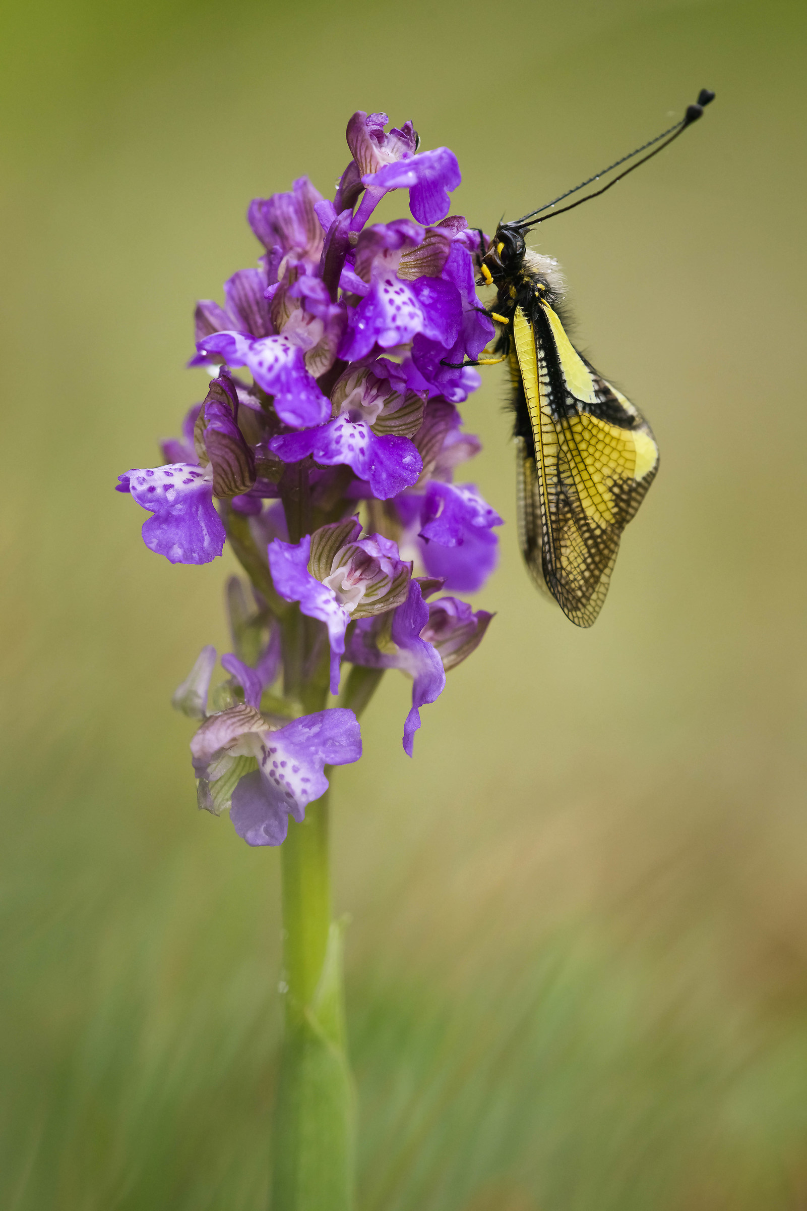 orchidea con libelloides