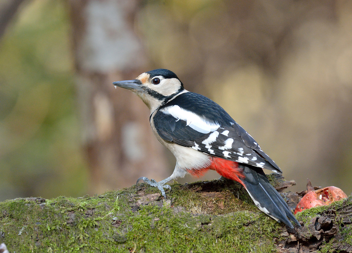 Picchio rosso maggiore femmina.