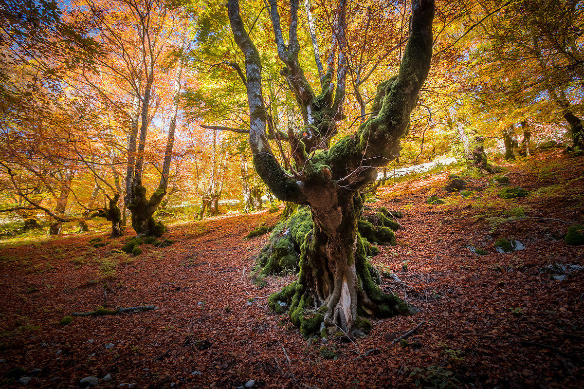 Portando il peso del mondo