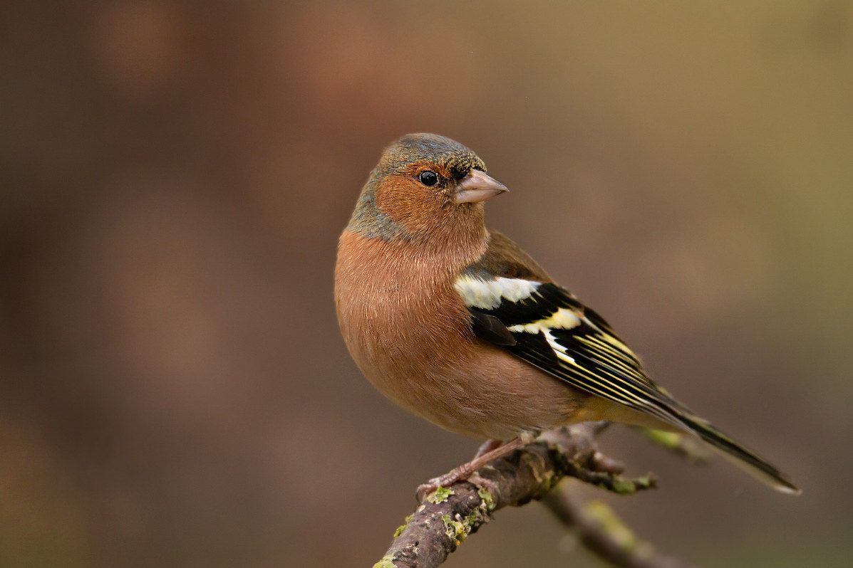 Chaffinch male