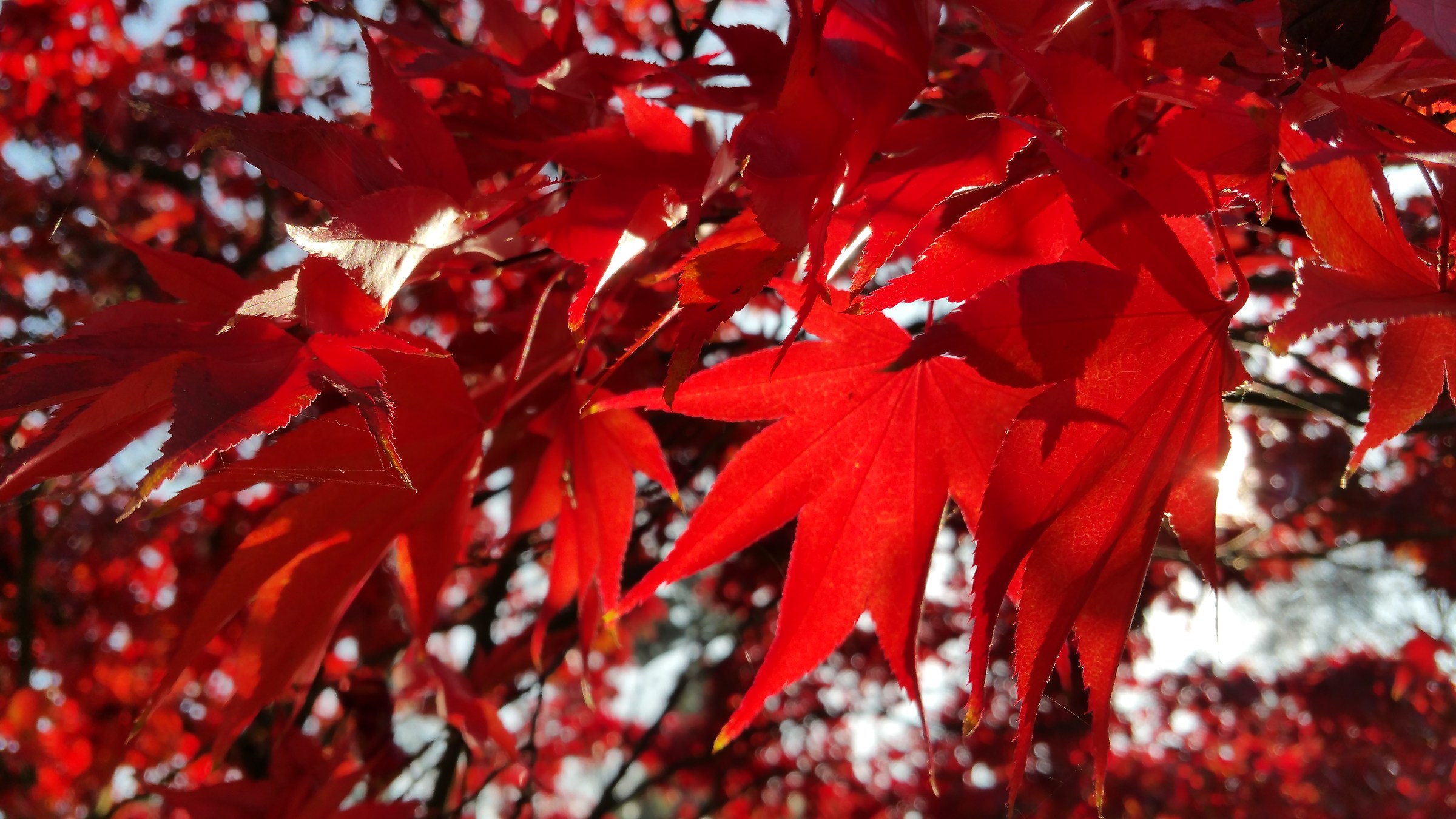 Red Autumn