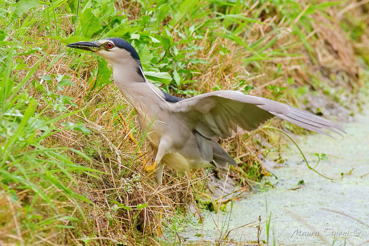 Night Heron