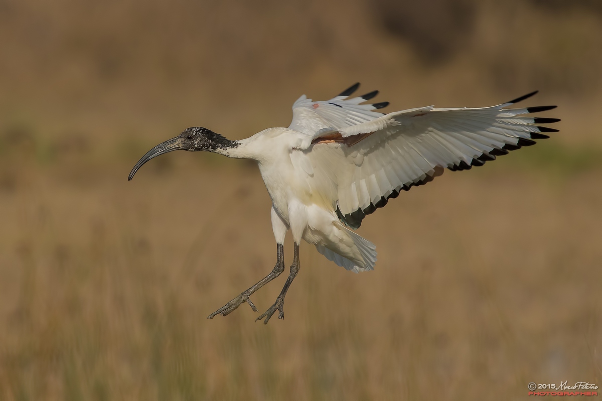 Sacred Ibis (Threskiornis aethiopicus)