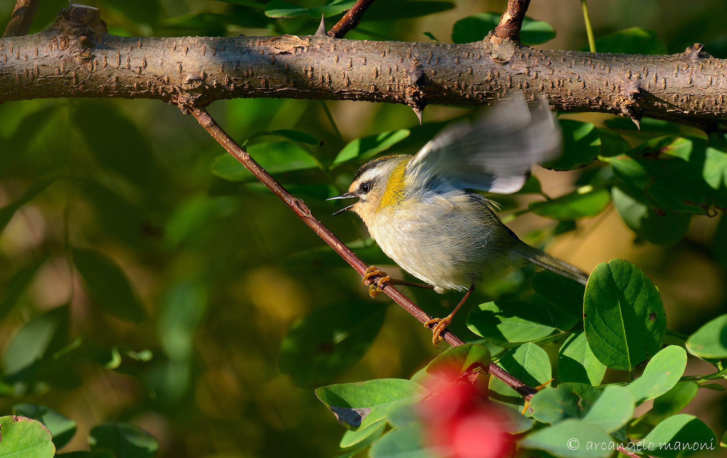 The lively fiorracino