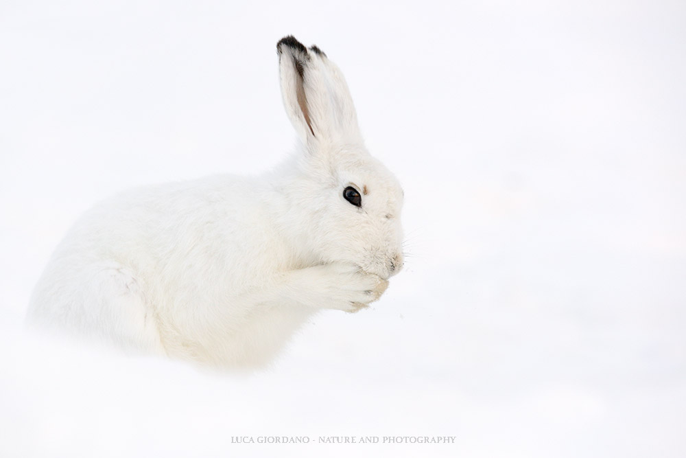 Hare - hare Mountain