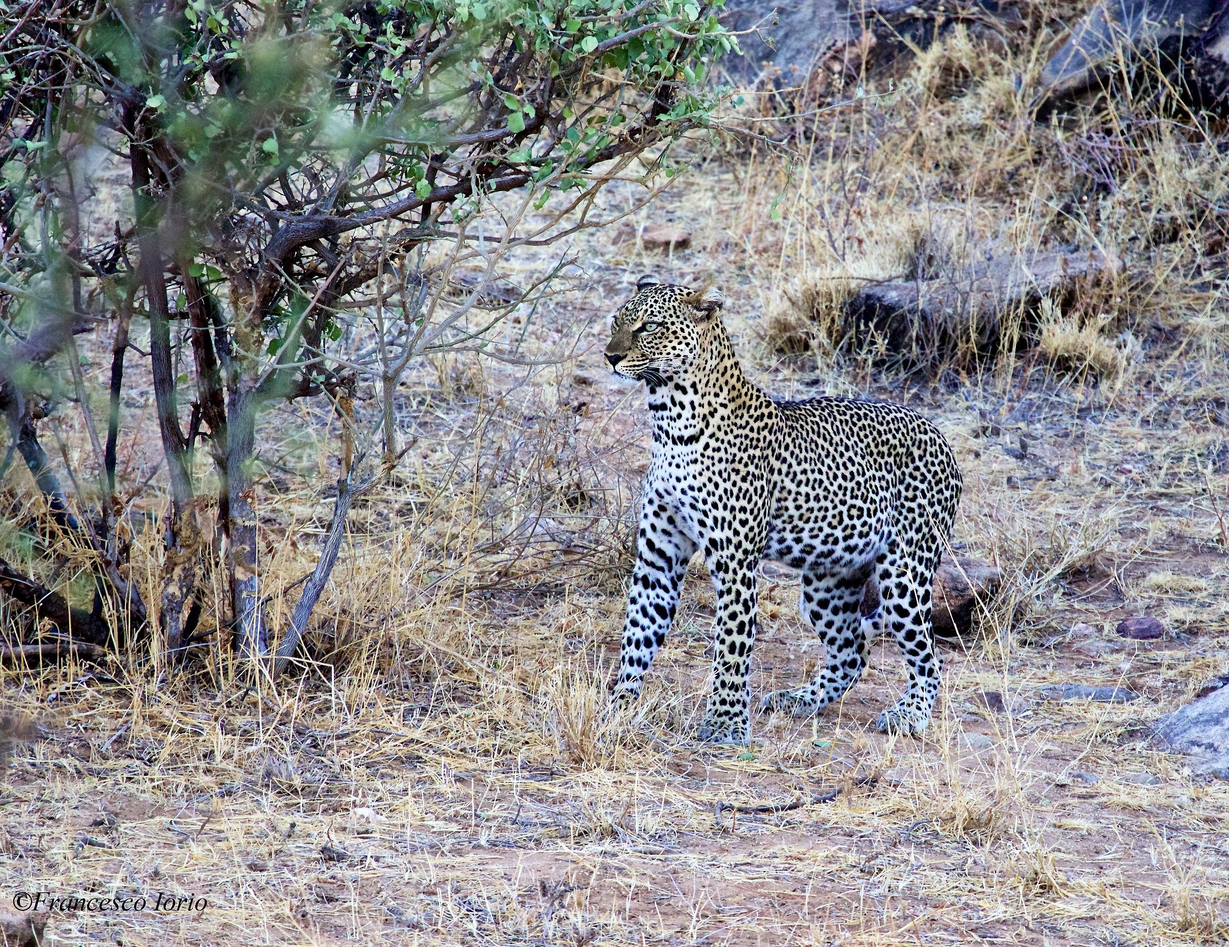Lo sguardo del leopardo
