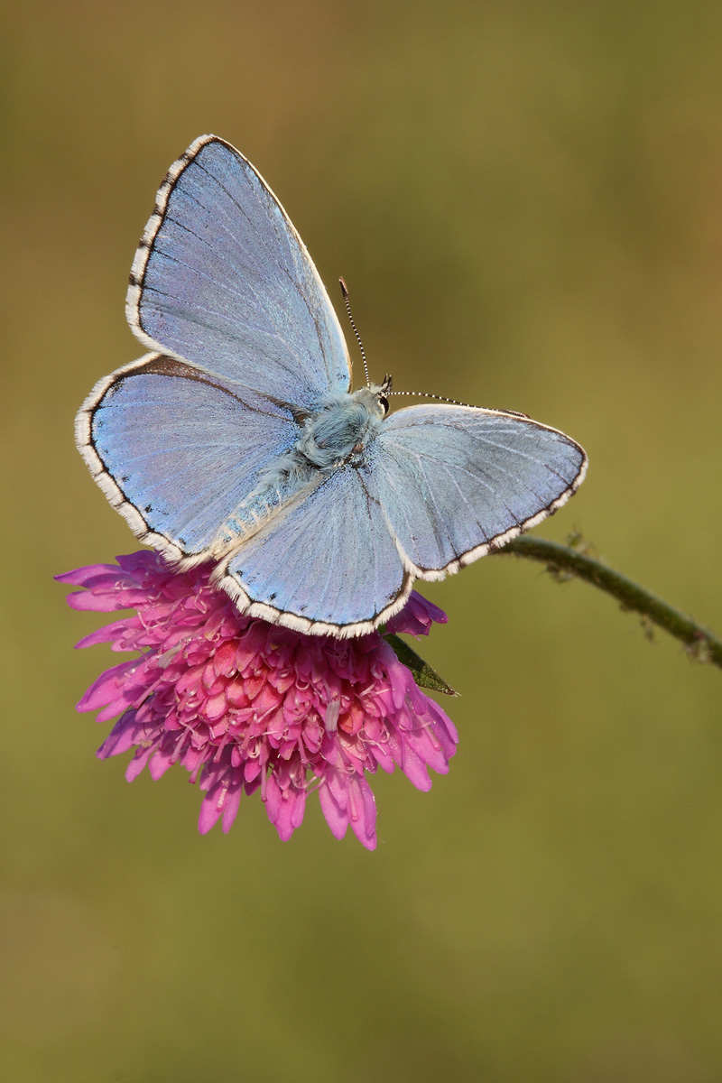 Polyommatus icarus