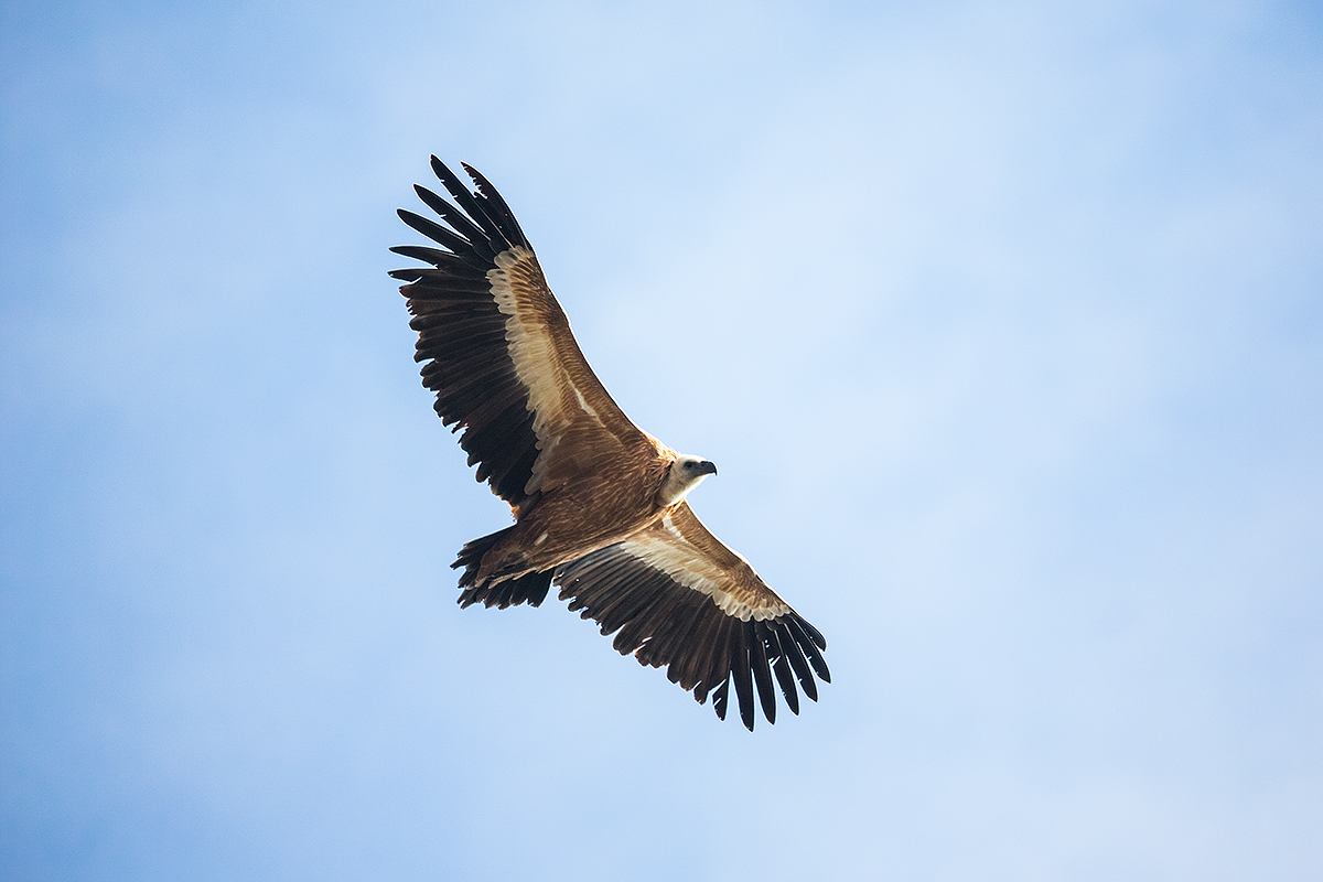 Gyps fulvus (grifone)