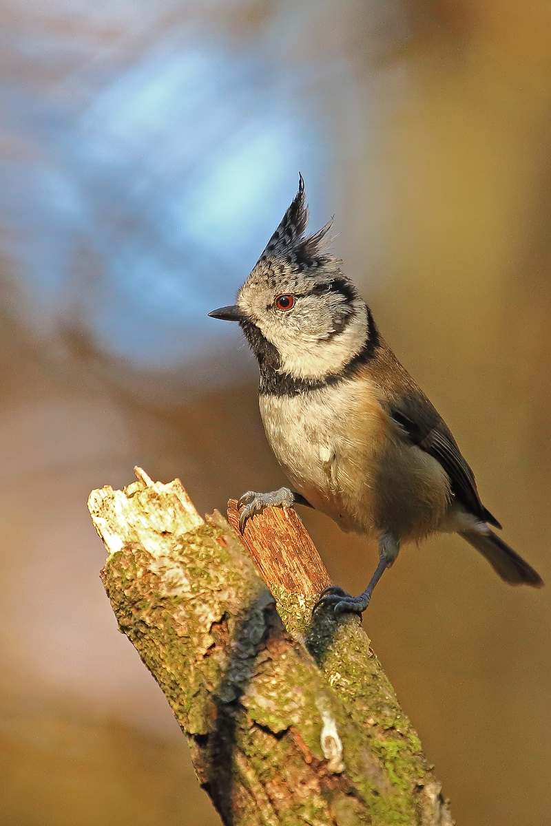 crested tit