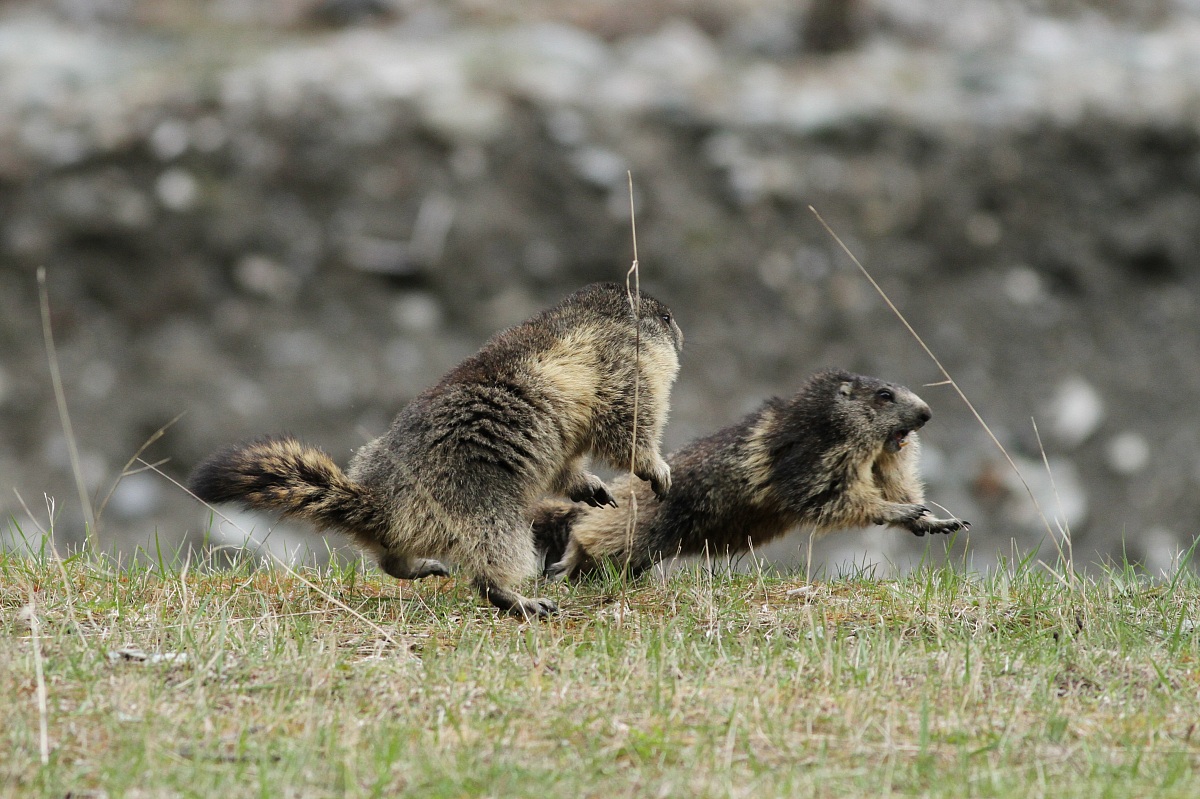 fuga...per la sconfitta