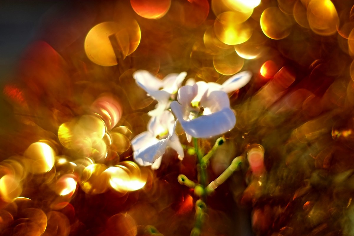 last flower in November