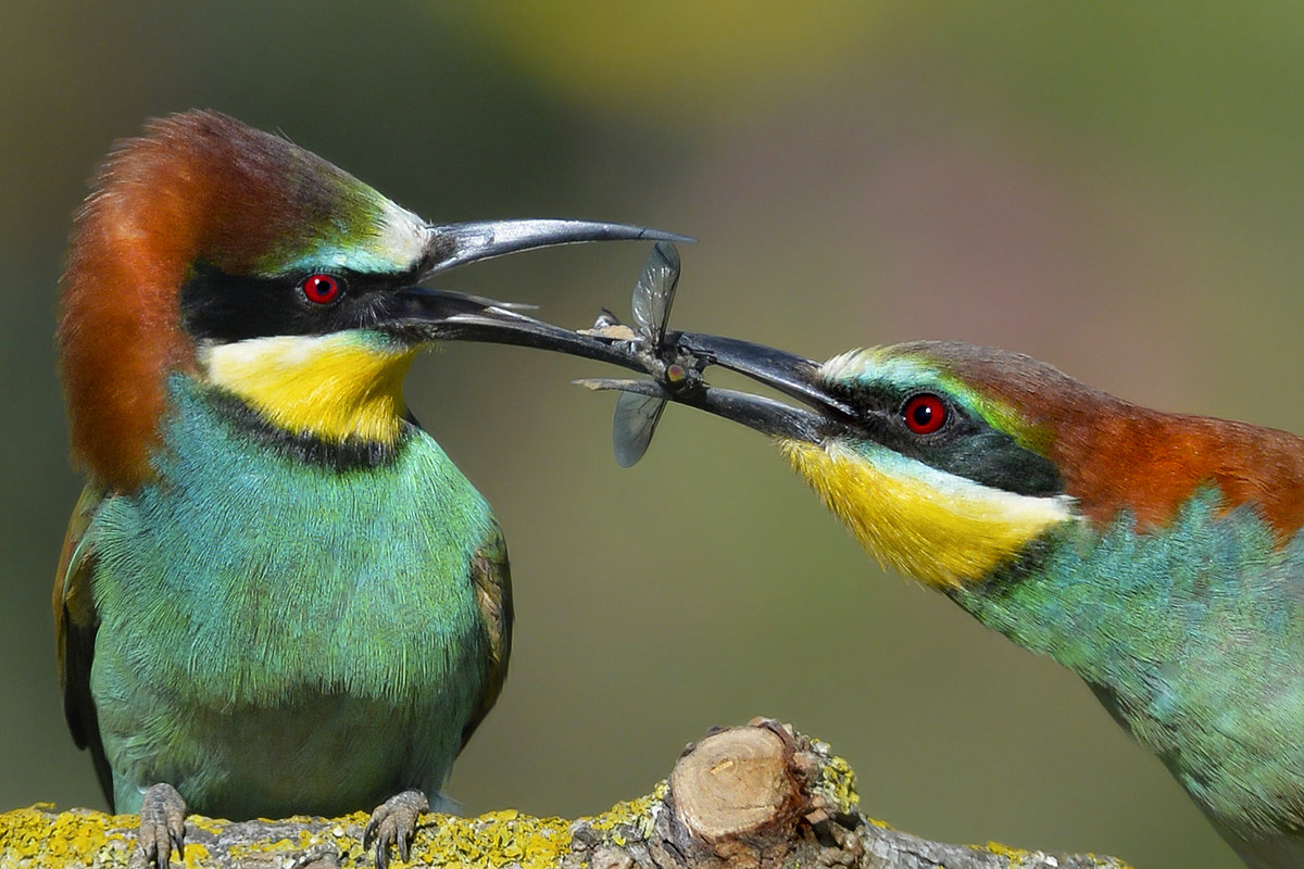 Corteggiamento con dono