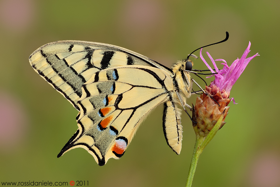 Papilio machaon (Linnaeus, 1758)