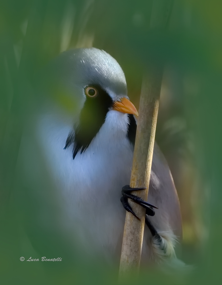 Bearded portrait in the reeds