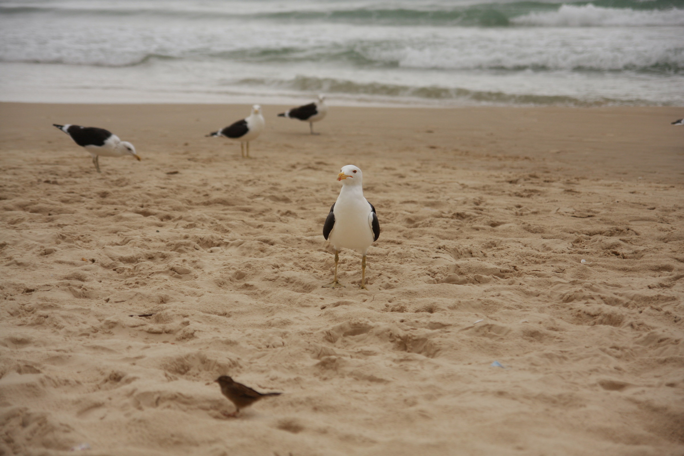 Gabbiani in spiaggia dos ingleses, Florianopolis