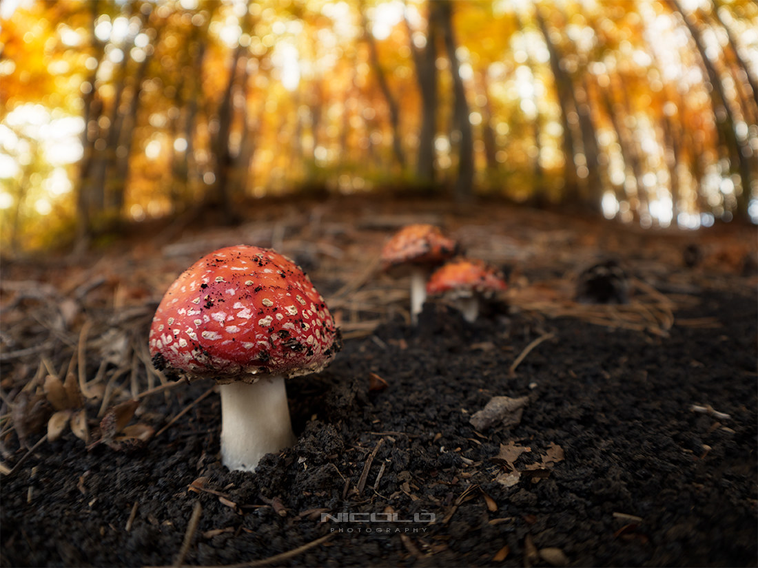 Amanita muscaria - Risorte dalle "ceneri"