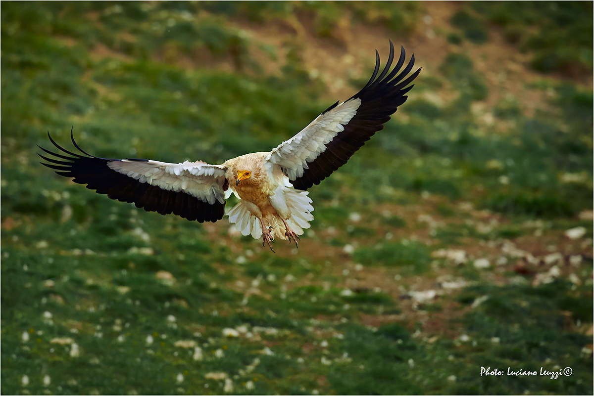 Egyptian vulture