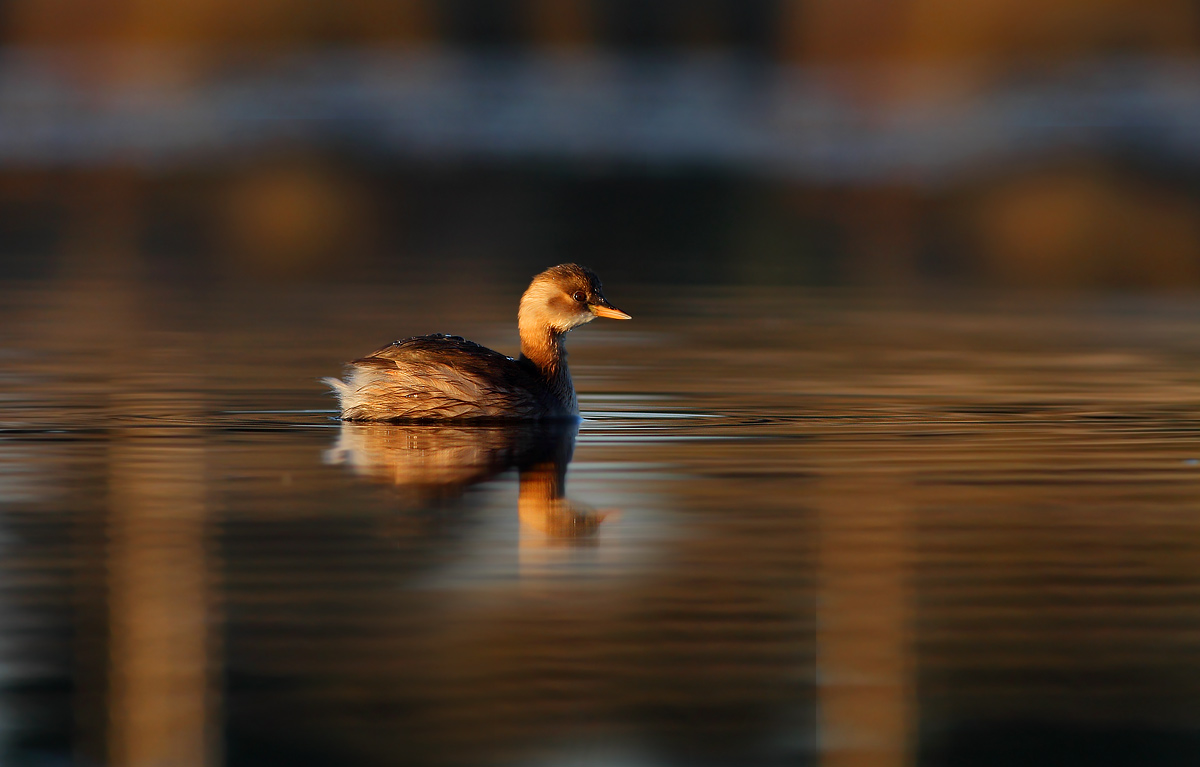 Little Grebe