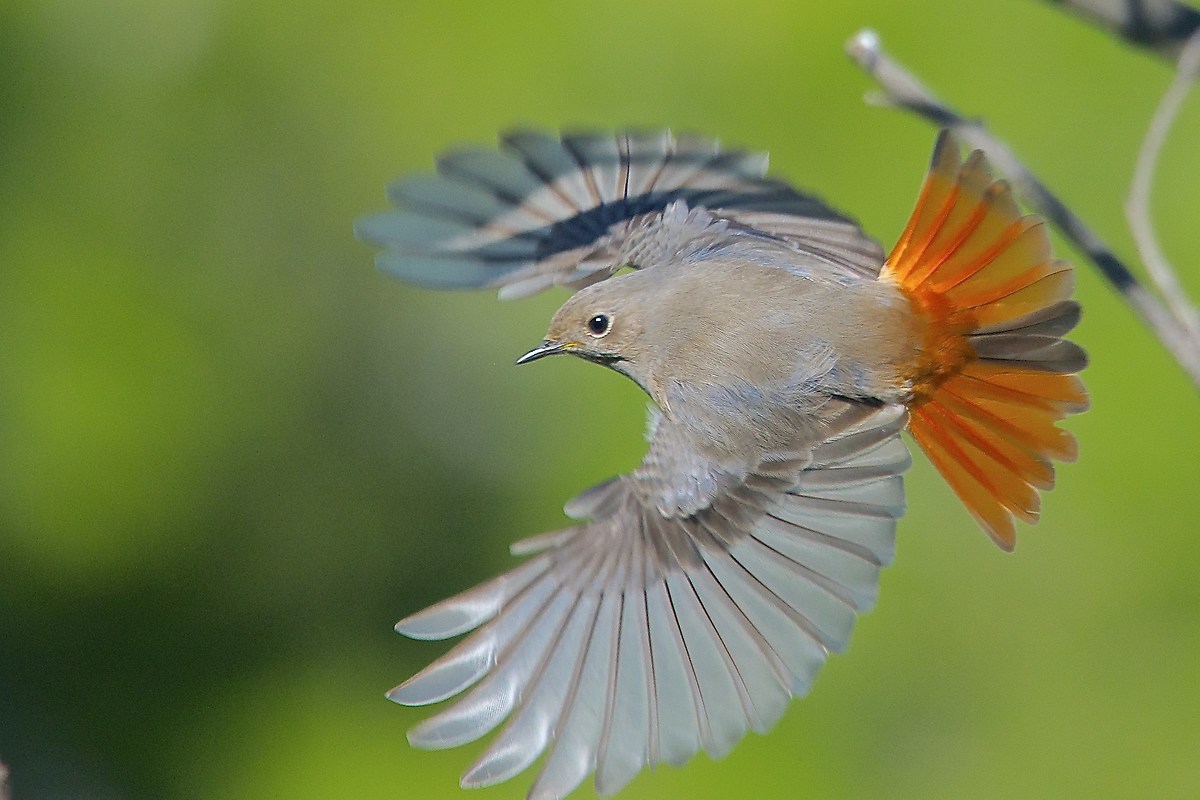 La coda del codirosso