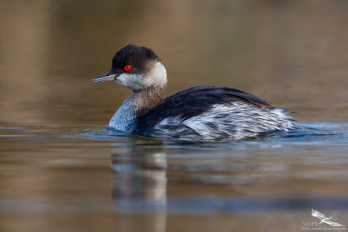 Grebe
