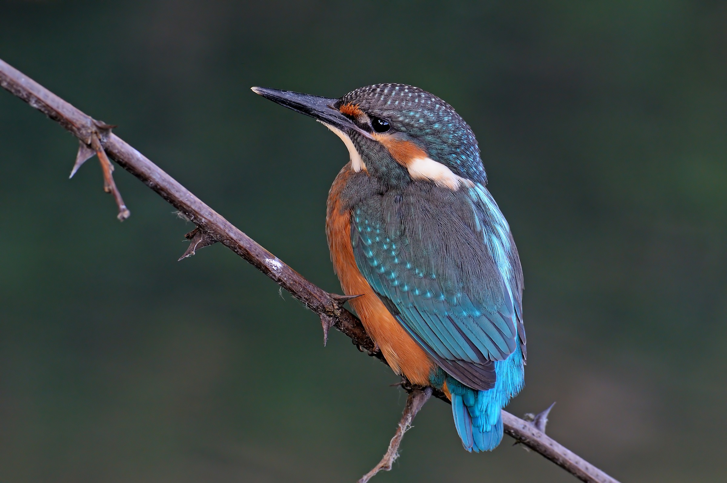 The return from Martinopoli