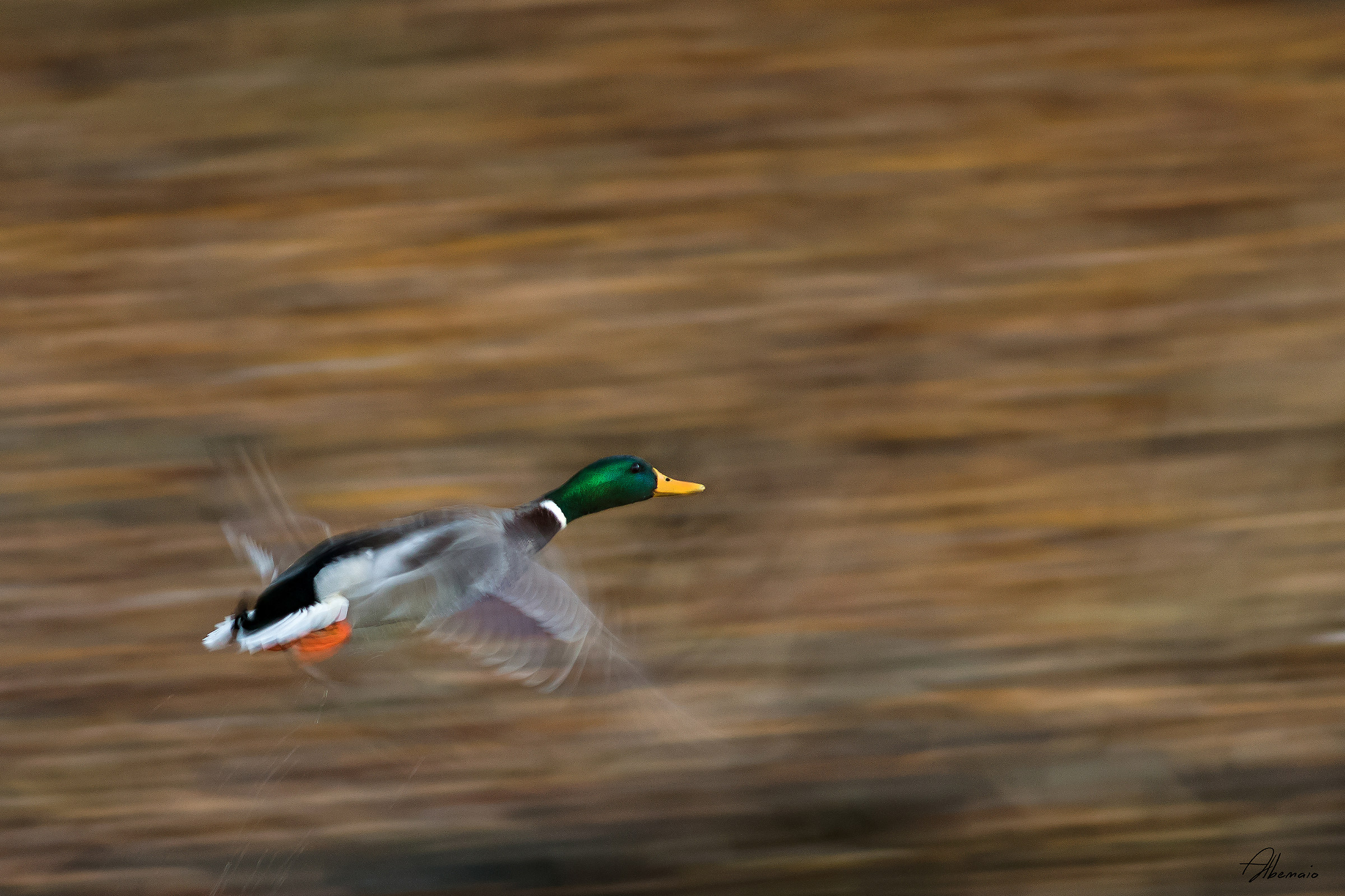 Germano Reale .... Panning