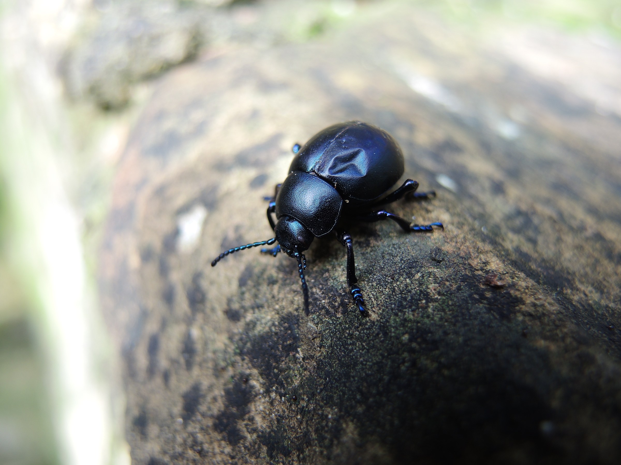 slight dent .. accident ??