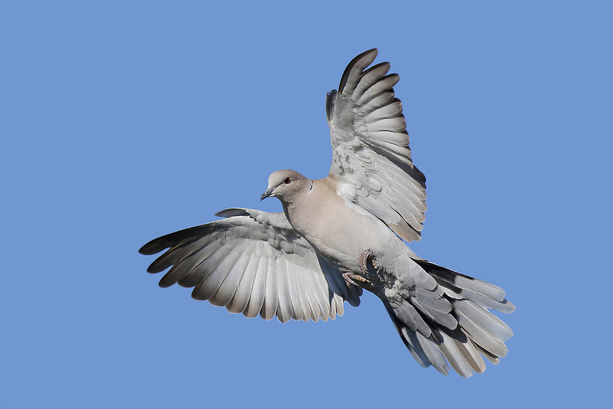 The beauty of the collared dove