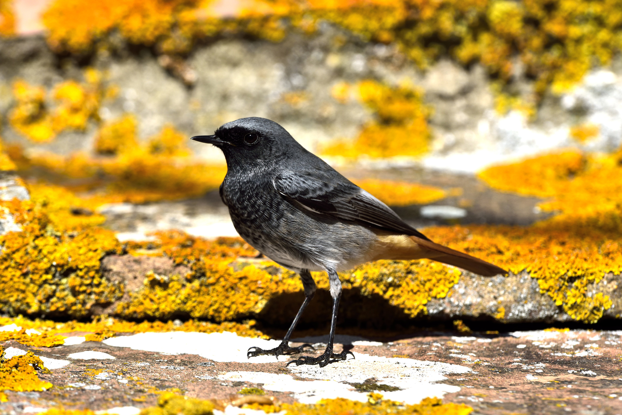 codirosso spazzacamino