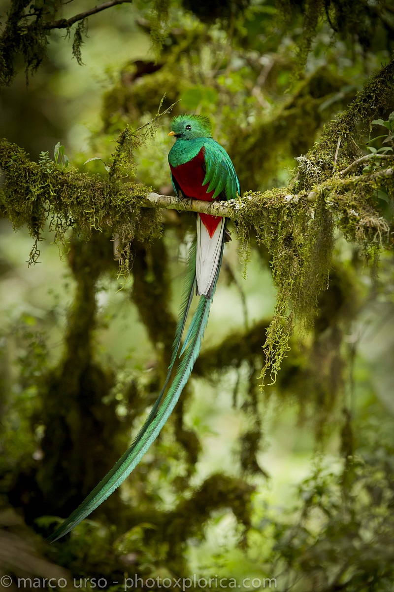 Quetzal