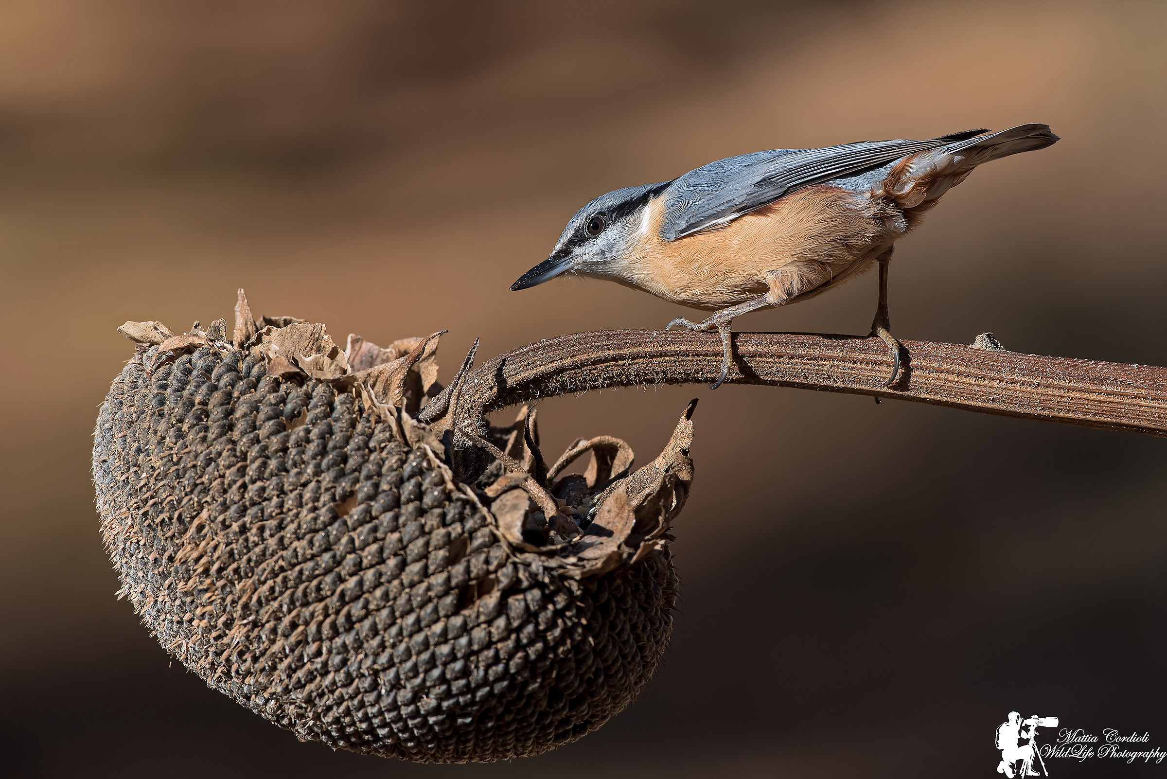 The Mason at Sunflower