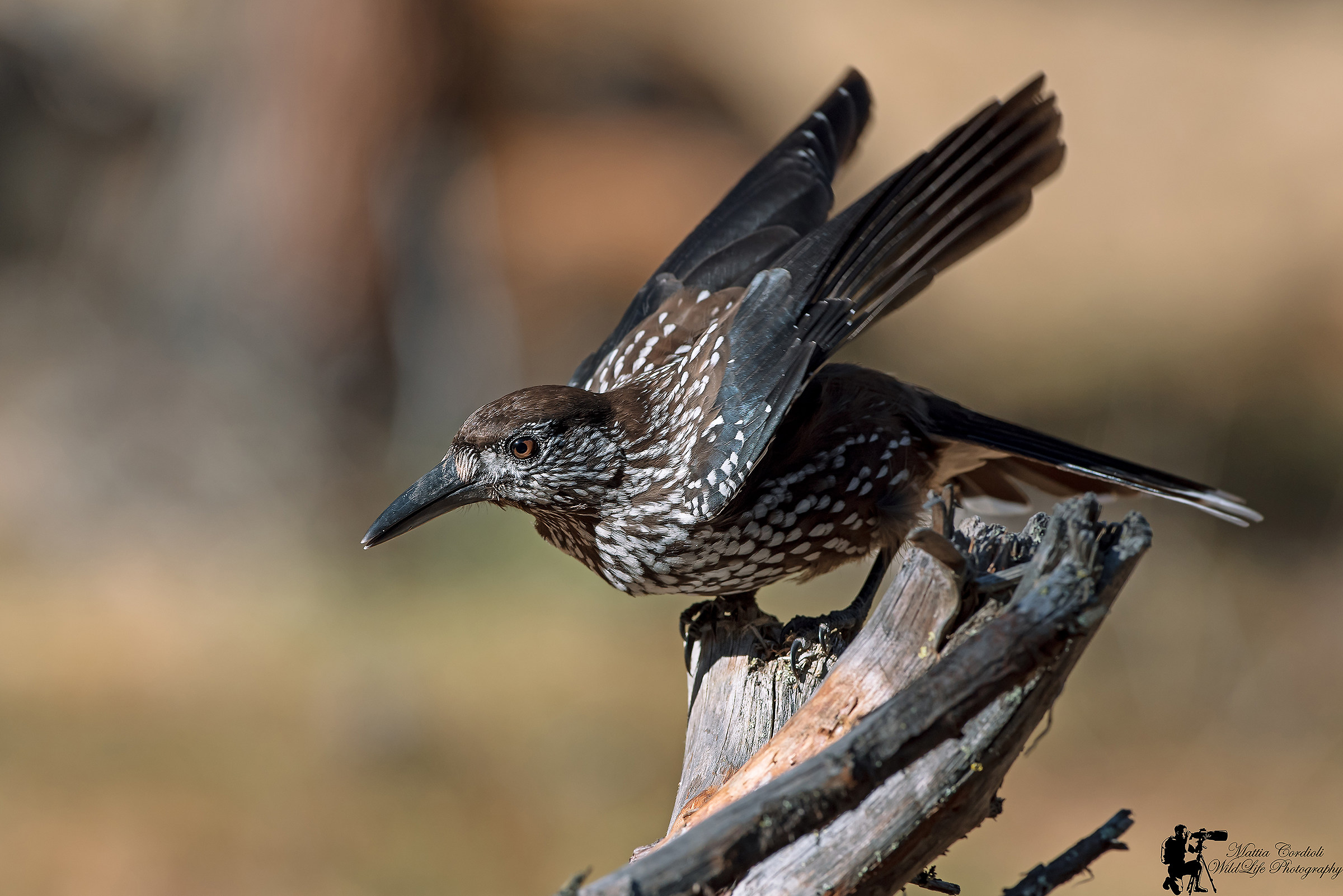 Nocciolaia in Stacco