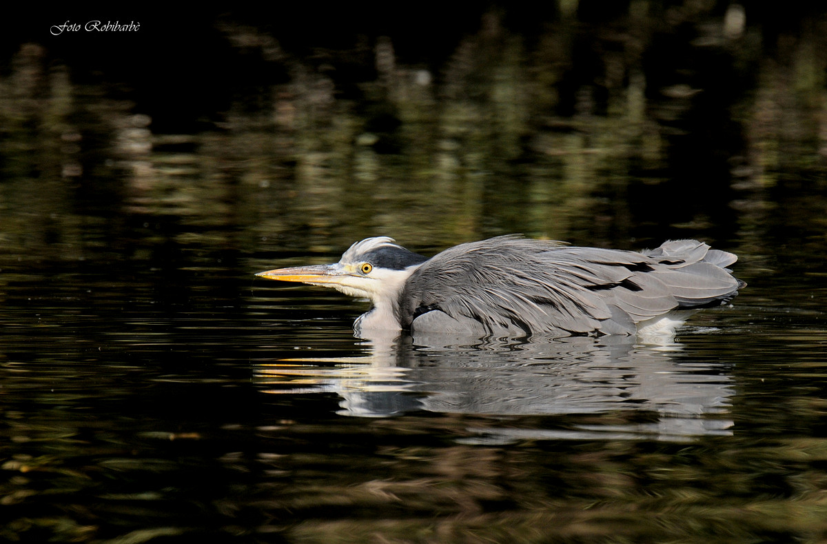 Cenerino in ammollo...