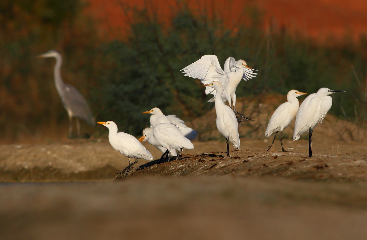 Egrets