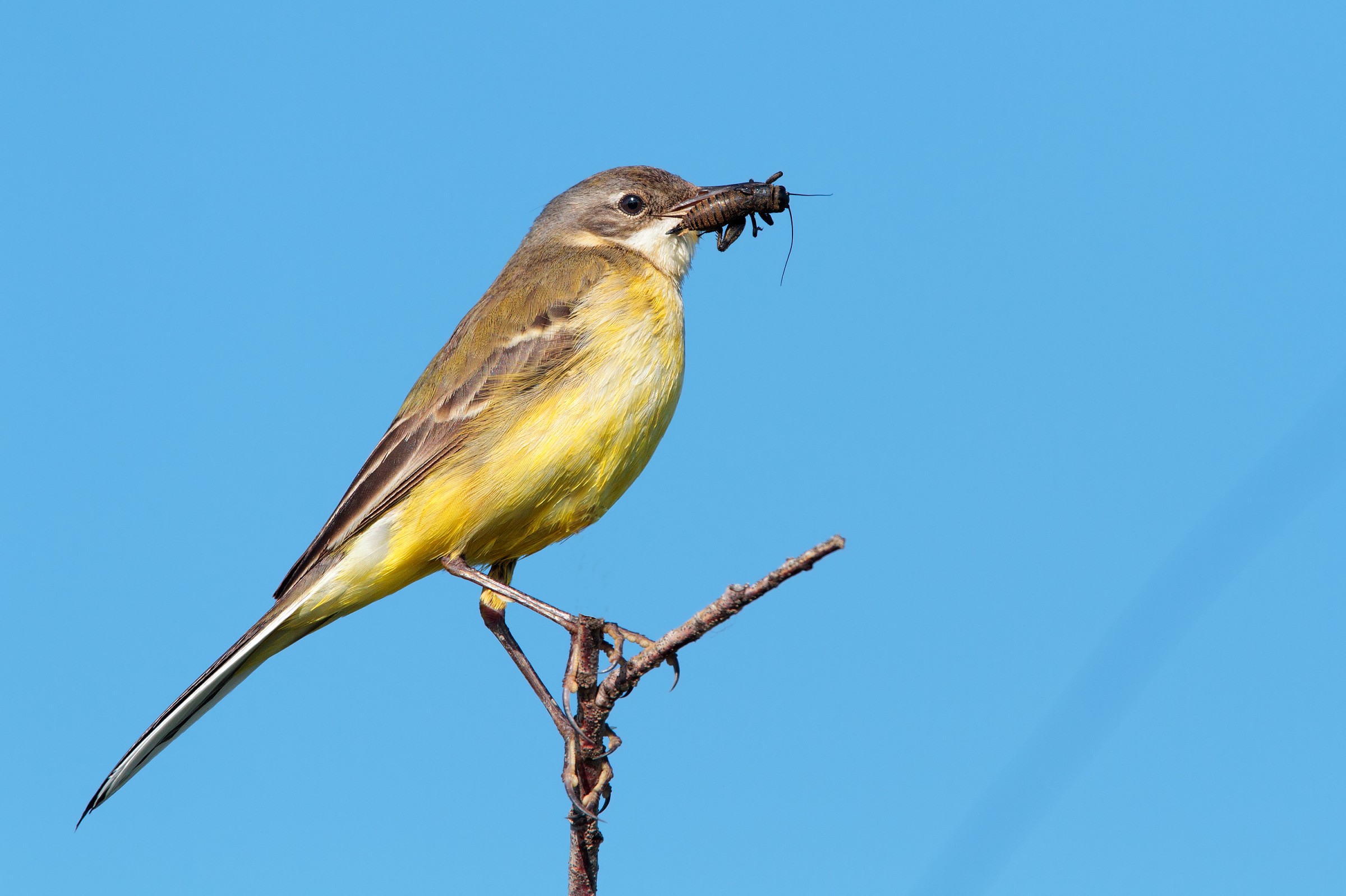 la  Cutrettola e  l'insetto  zeffirophoto