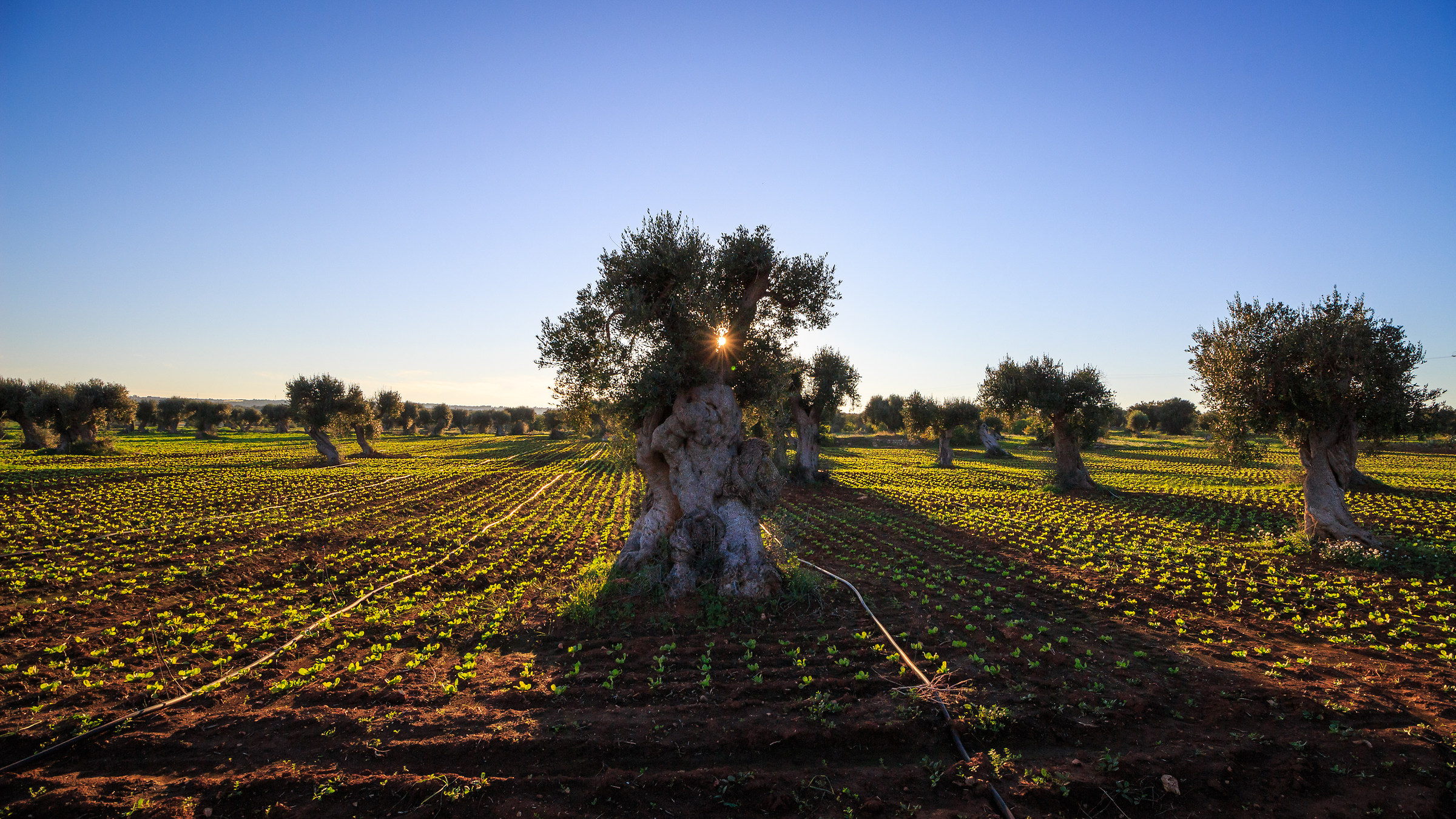 Il tramonto tra gli ulivi
