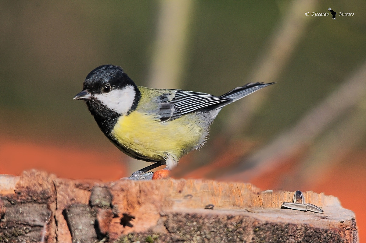 The usual tit, that makes a lot of company!