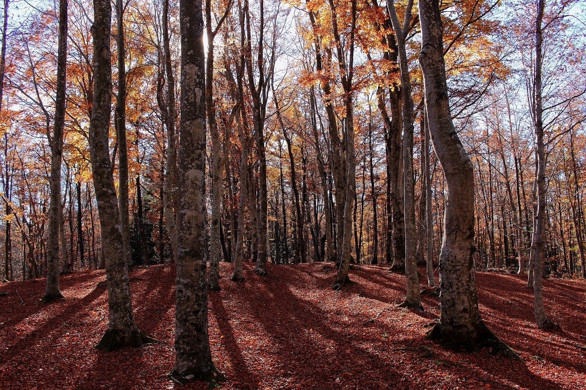 Beech forest