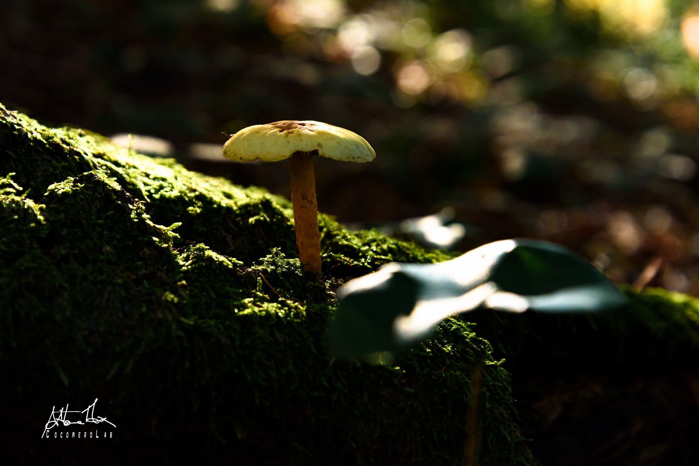Small beads of autumn