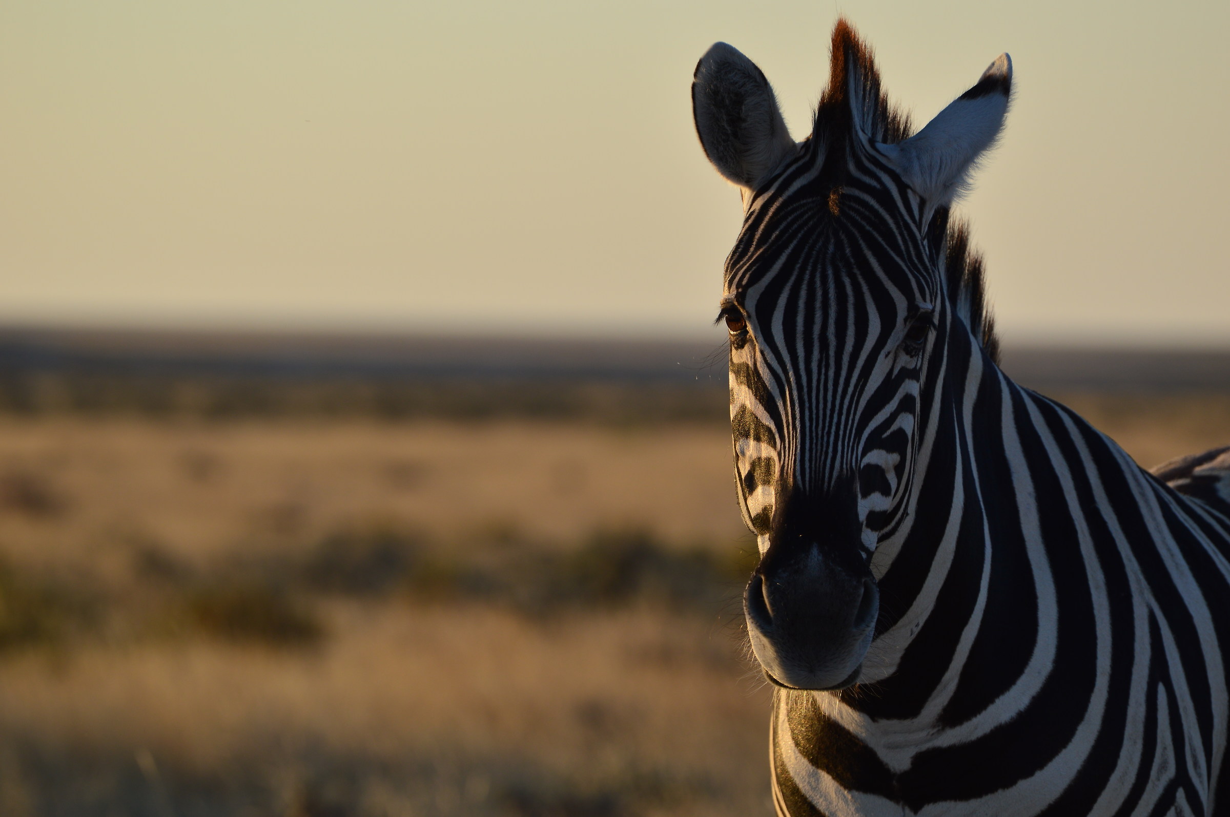 primo piano di zebra
