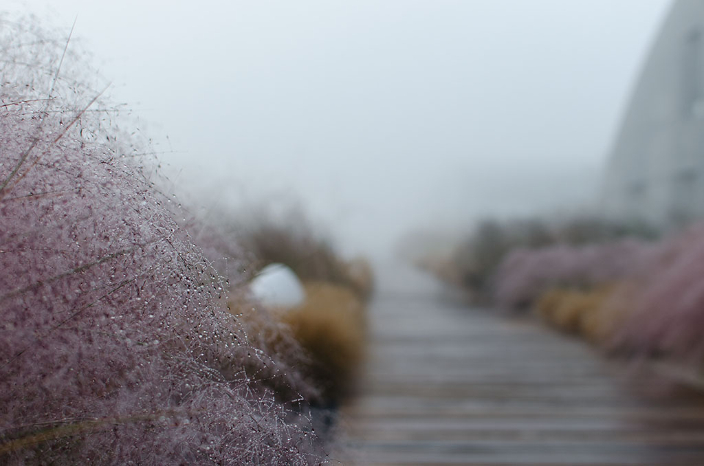 giardino nella nebbia