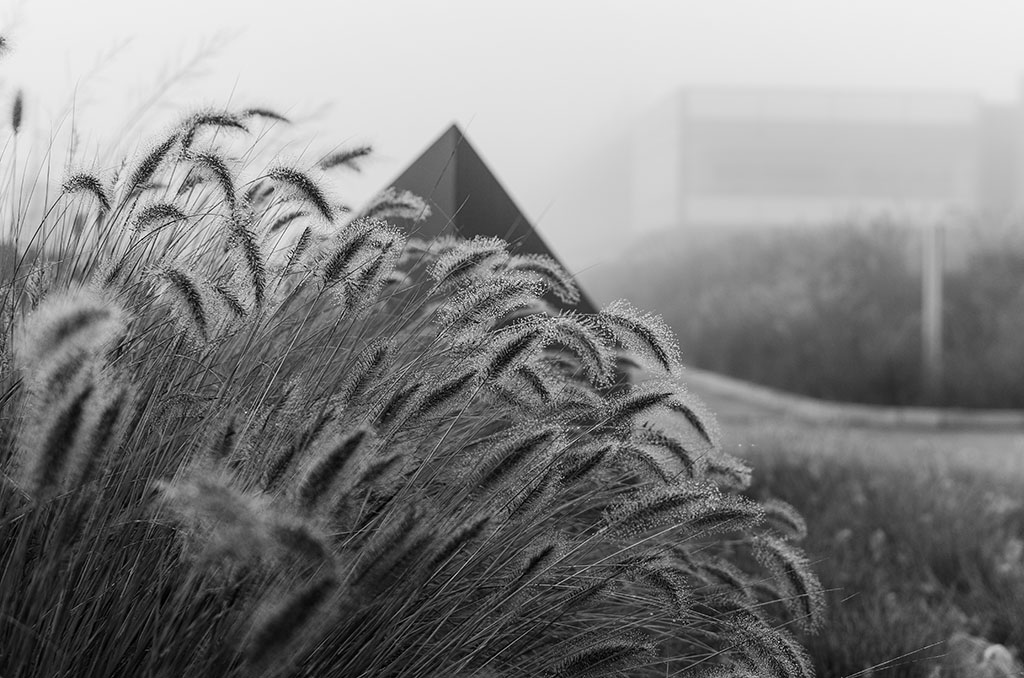 giardino nella nebbia