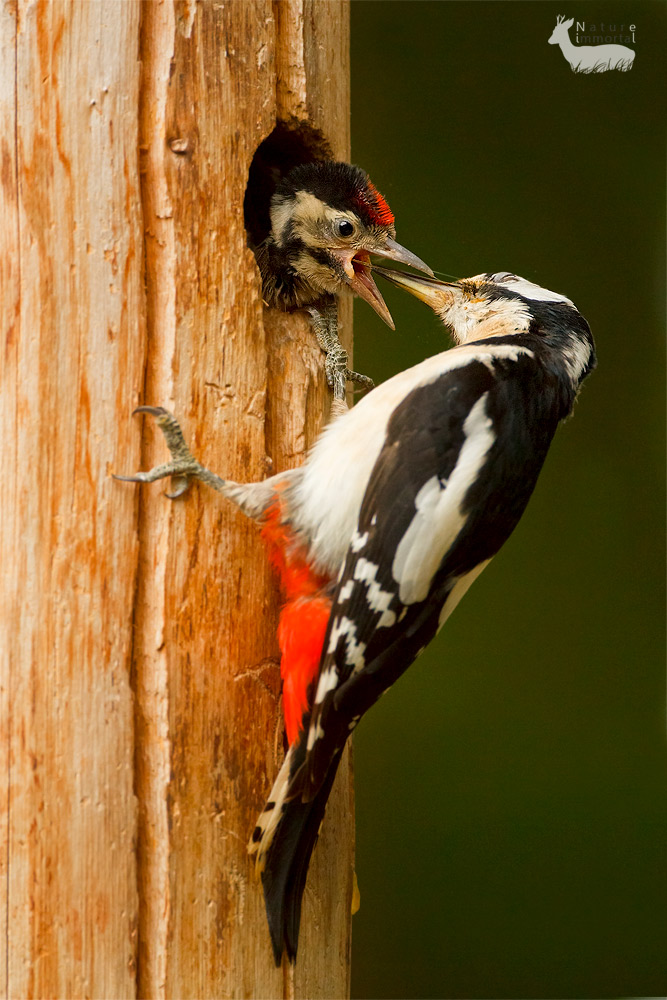 Greater Spotted Woodpecker feeding chick