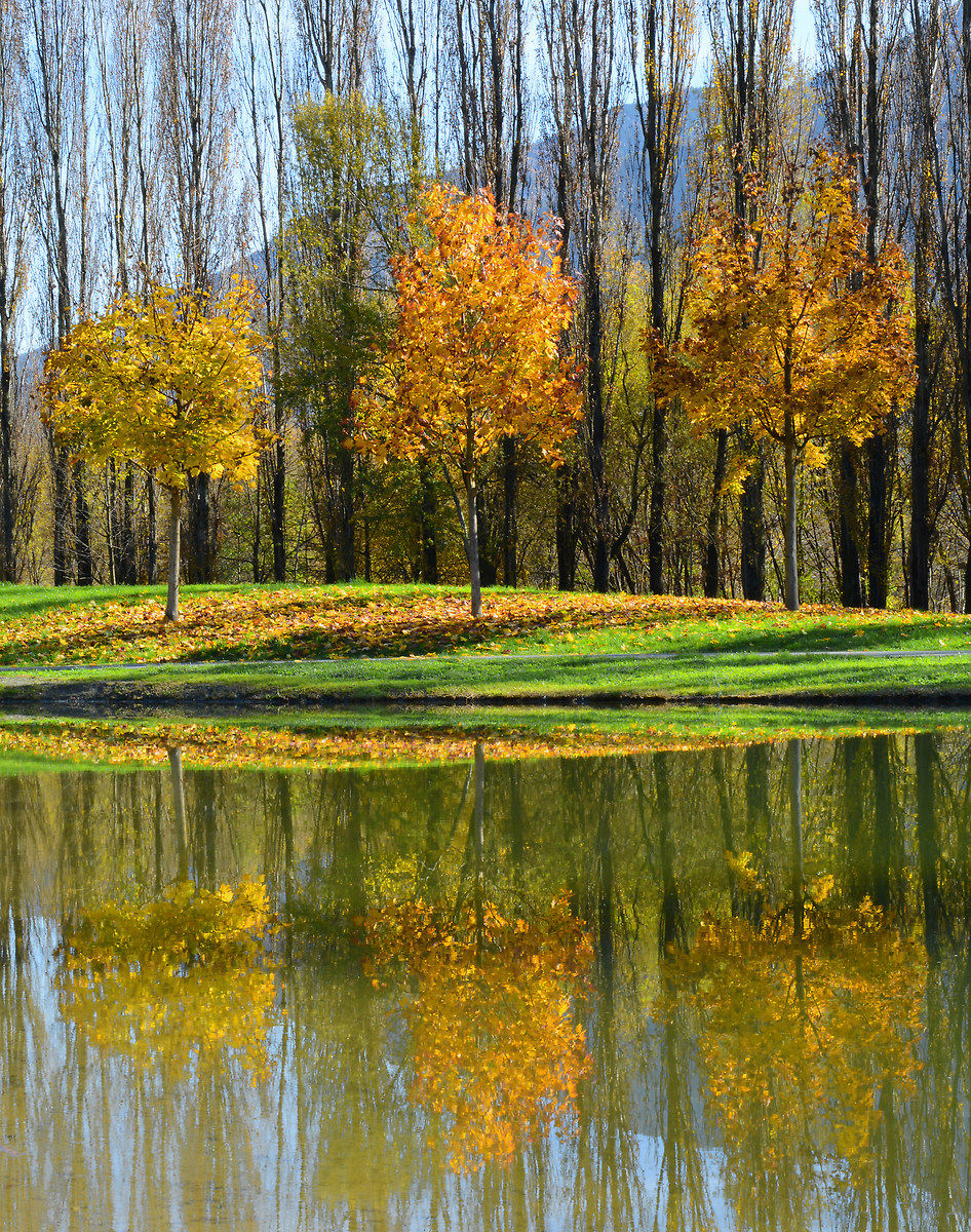 Sei alberi ingialliti