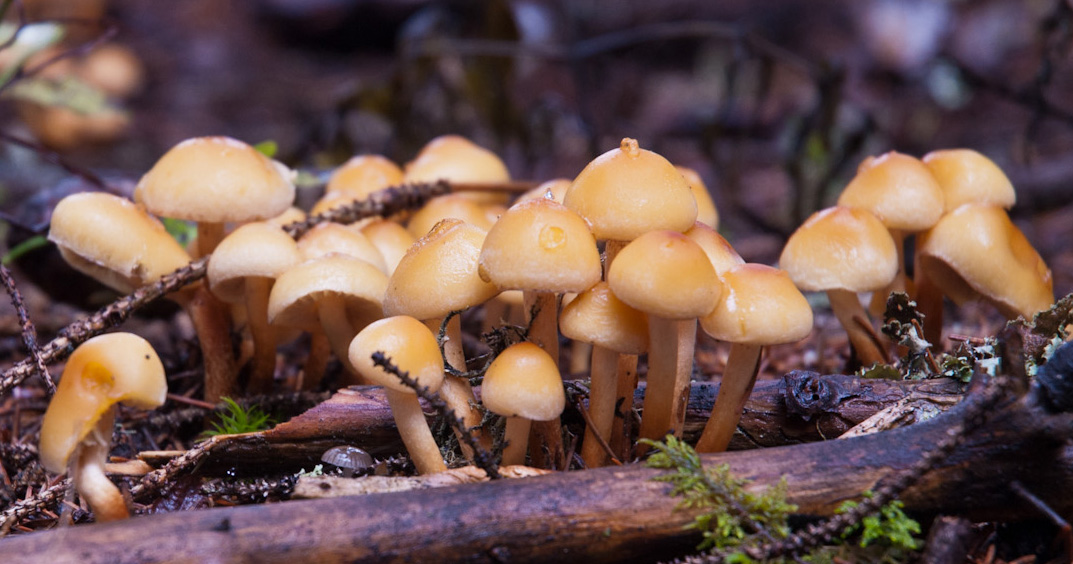 Scent of undergrowth