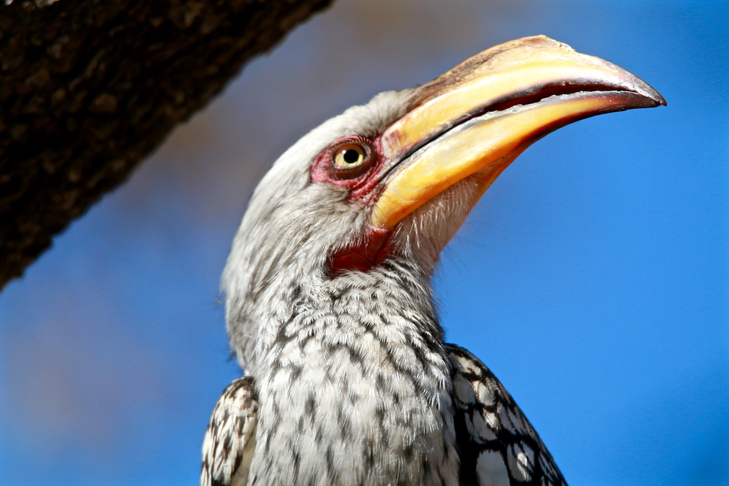 Southern Yellow-billed hornbill at Khama Rhino Sanct.