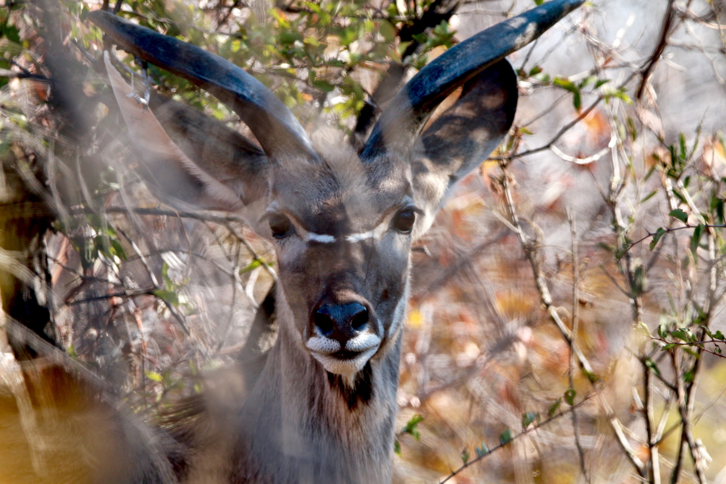 Kudu in the bush