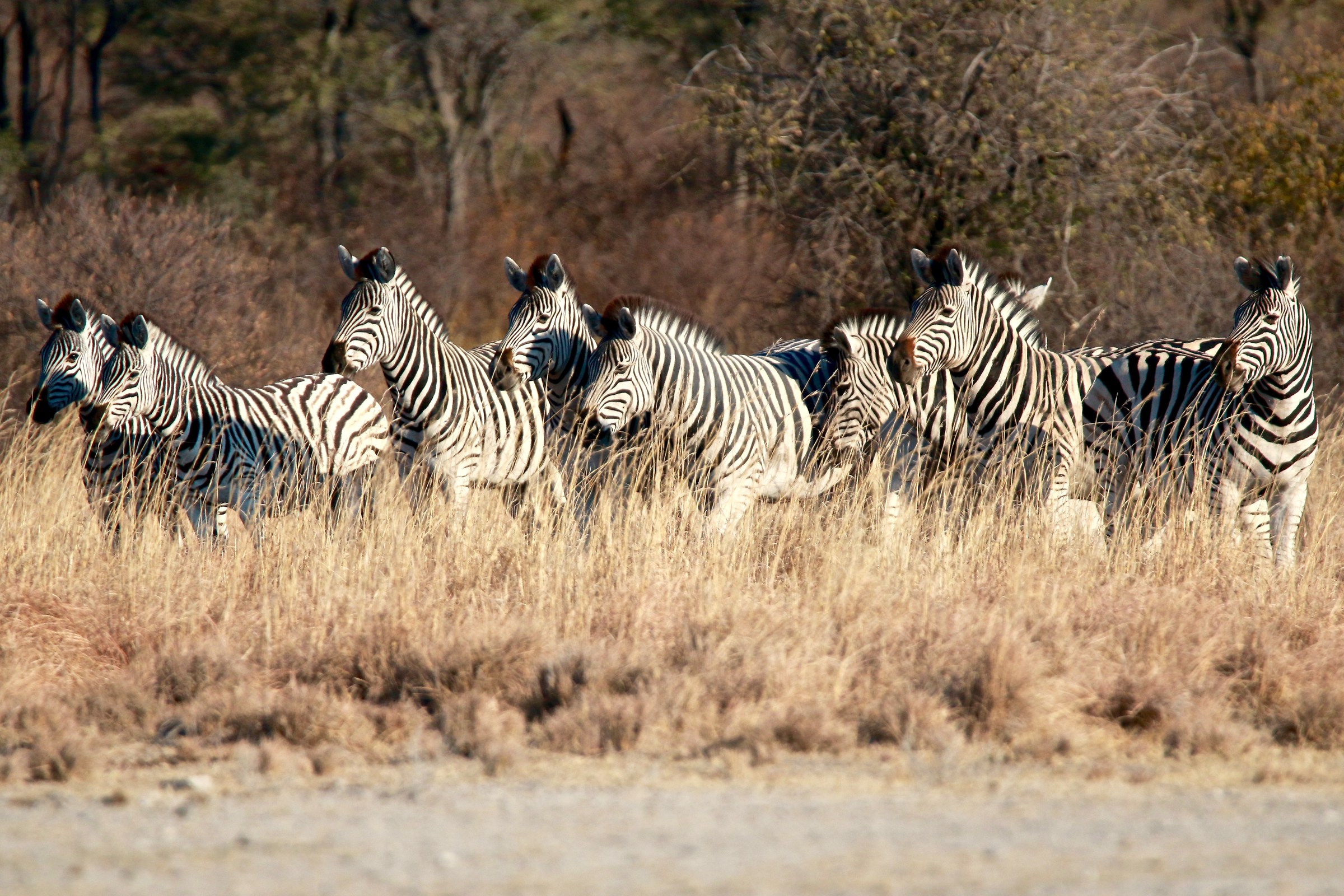 zebras on the savannah