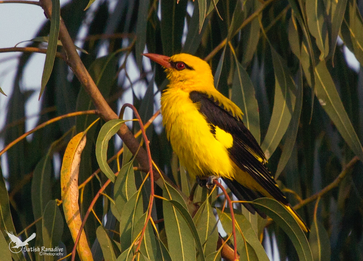 Golden oriole, male.